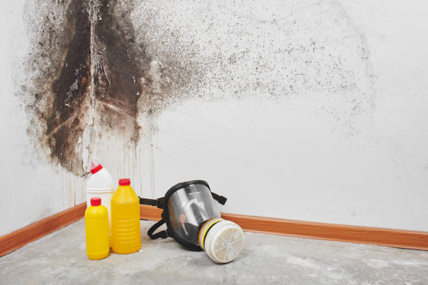 Best Mold Damage Repair  in Chester Gap, VA