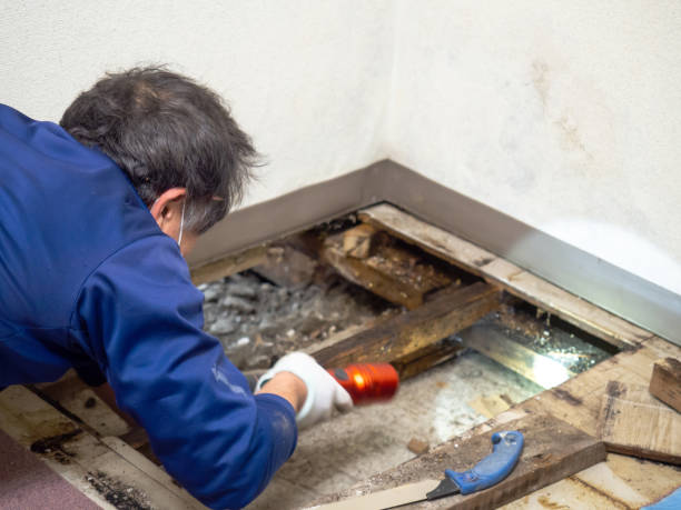 Best Crawl Space Mold Removal  in Chester Gap, VA