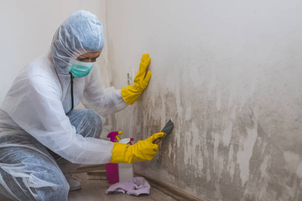 Best Residential Mold Removal  in Chester Gap, VA