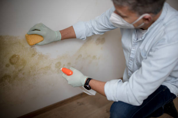 Best Office Mold Removal Services  in Chester Gap, VA