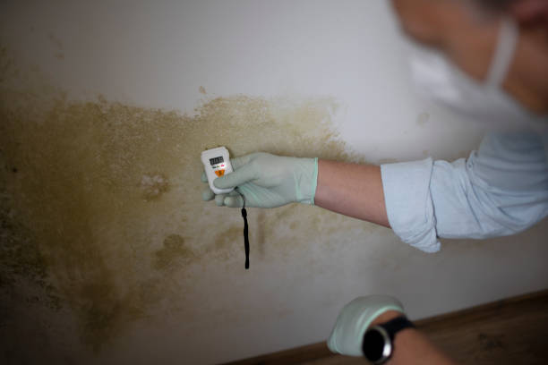 Certified Mold Removal in Chester Gap, VA