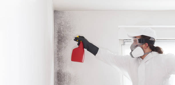 Best Local Mold Removal Service  in Chester Gap, VA