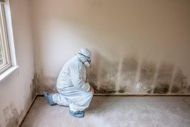 Best Local Mold Removal Service  in Chester Gap, VA
