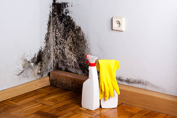 Best Certified Mold Removal  in Chester Gap, VA