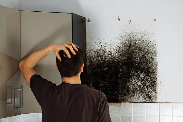 Best Fast Mold Removal  in Chester Gap, VA