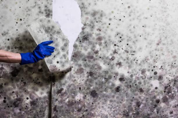 Best Toxic Mold Removal  in Chester Gap, VA