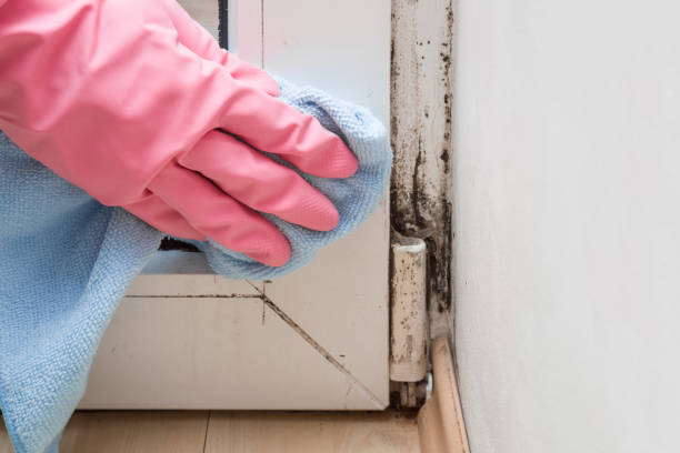 Best Mold Removal and Inspection  in Chester Gap, VA